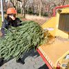 How To Recycle Your Christmas Tree In NYC